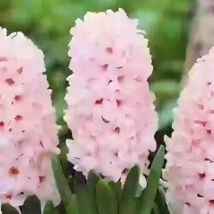 China Pink